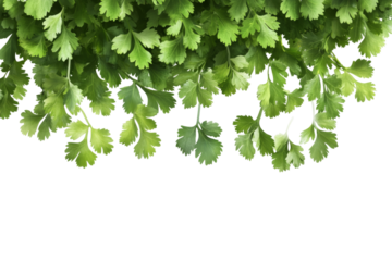 Fresh cilantro green leaves transparent png background for culinary and design applications