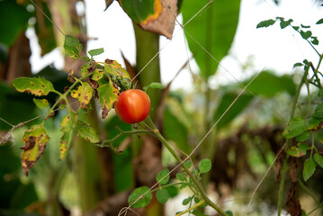Ripe cherry tomatoes in organic vegetable garden. natures bounty harvest. organic farming