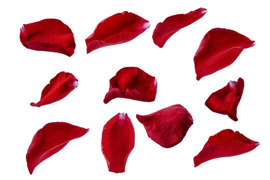 Assortment of red rose petals cut out on transparent background for creative design. Delicate floral accents for romantic holiday decor. Scattered rose petals composition.