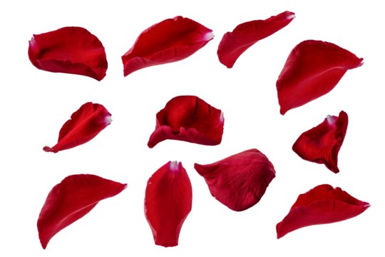 Assortment of red rose petals cut out on transparent background for creative design. Delicate floral accents for romantic holiday decor. Scattered rose petals composition.