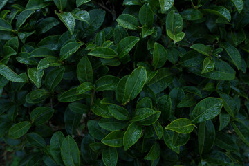 Top view of green tea leaves with morning dew.