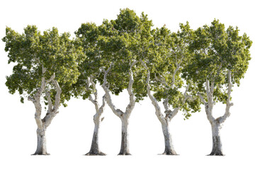 Obraz premium Lush green trees png background transparent nature scene outdoor environment ideal for design