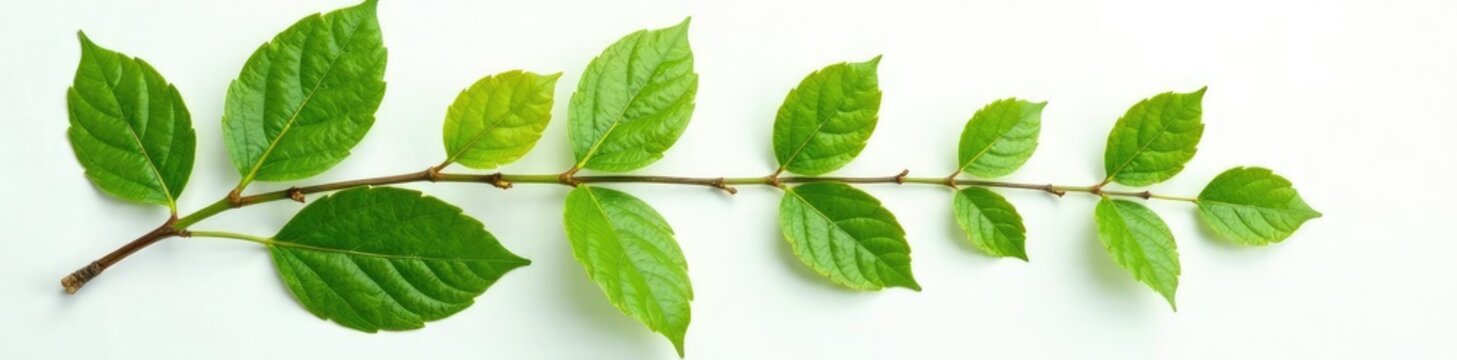 Detail of Gum Elemi Leaves and Stems on White Background, elemi leaves, botanicals, botanicals