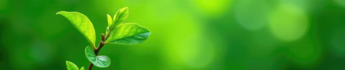 Fresh green twigs against a natural background, plant, twig, green