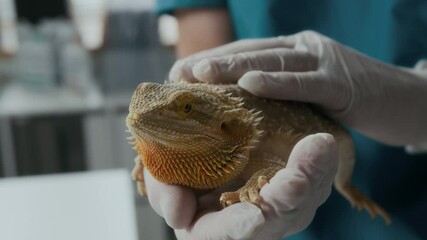 Cute and sick exotic pet sitting on gloved hands of contemporary veterinary doctor in blue medical scrubs touching lizard before examining or giving medical treatment to animal