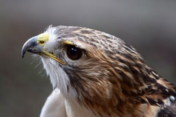 red-shouldered hawk bird of prey head side