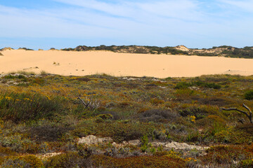 The desert is blooming, yellow flowers in the Cresmina Sand Dune, Guincho, Portugal