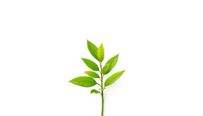 Single vibrant green plant isolated on pure white background, picture,  background