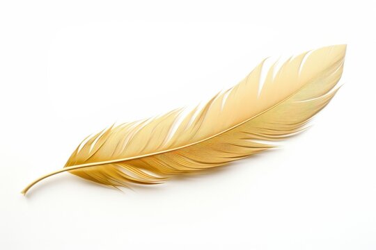 Feather leaf white background lightweight.