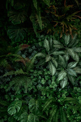 Leaf wall, plant wall, natural green wallpaper and background, nature wall, green forest nature background..