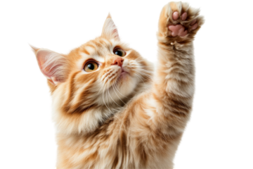 Playful cat raising paw studio setting png transparent background feline charm close-up whimsical concept