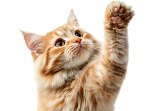 Playful cat raising paw studio setting png transparent background feline charm close-up whimsical concept