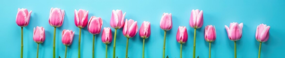 Obraz premium Pink tulip petals against a bright blue background, blossoms, petals
