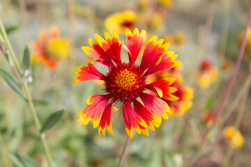 Gaillardia aristata in bloom close-up