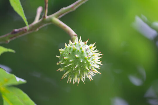A conker growing on a Horse Chestnut Tree (Aesculus hippocastanum).