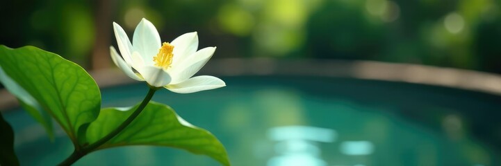 Fototapeta premium White lily branch with soft focus background and a small pool, pool, serene, bloom