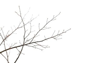 Delicate, bare branches isolated against a pure white backdrop, fall, spring