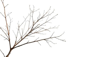 Delicate, bare branches isolated against a pure white backdrop, graphic, studio shot