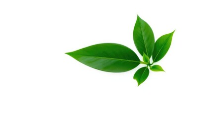 Obraz premium Single vibrant green plant isolated on pure white background, background, picture
