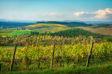 Fototapeta premium Landscape with vineyard in Castellina in Chianti, Tuscany, Italy