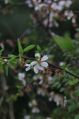Pink and white flowers . Spring in the garden. Blooming fruit trees