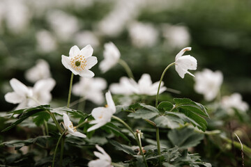 zarte Frühlingsboten