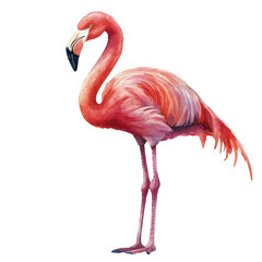Obraz premium Flamingo Standing Gracefully With Vibrant Pink Feathers and Long Legs Against a Plain Background