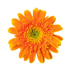 Orange gerbera daisy flower isolated on transparent background