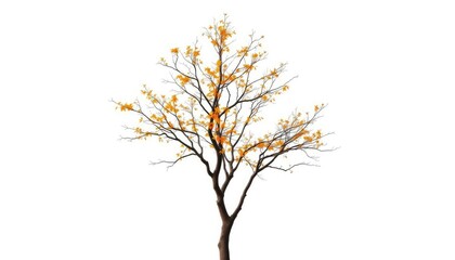 Obraz premium Lone deciduous tree, branches reaching skyward, white backdrop, vibrant, solitary