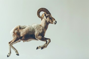 Aries livestock antelope wildlife.