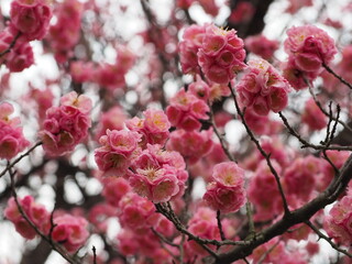 pink cherry blossom