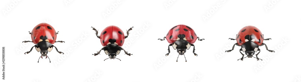Poster various views of ladybugs showcasing unique patterns and vibrant colors with detailed features