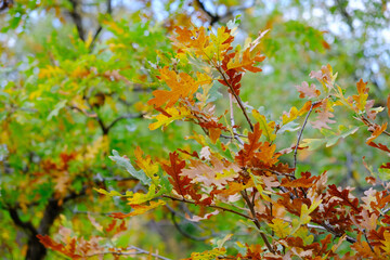 Autumn leaves on trees natural background texture.