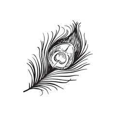 A peacock feather in black and white line. Vector.