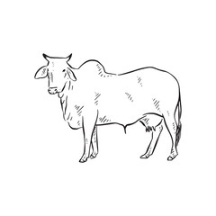 An Indian Cow illustration in black and white sketch vector. 