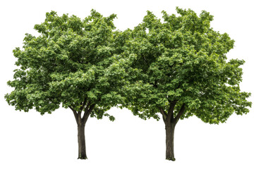 Obraz premium Lush green trees png background transparent nature scene outdoor environment aesthetic viewpoint