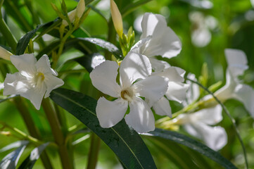 Nerium oleander bright pink flowers in bloom, green leaves on shrub branches in daylight