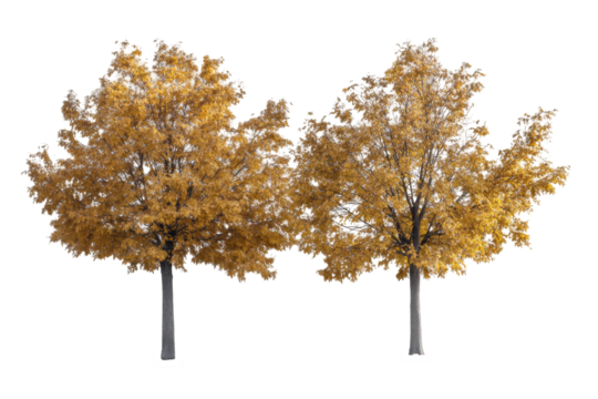 Autumn trees png background transparent nature scene two trees outdoor environment detailed viewpoint