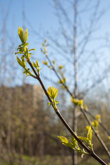 branch with green leaves in spring