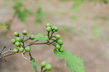 A bunch of pea eggplants grown in the garden.