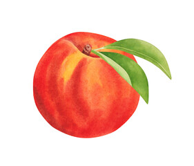 Hand drawn Peach fruit with leaf. Watercolor illustration isolated on white background.