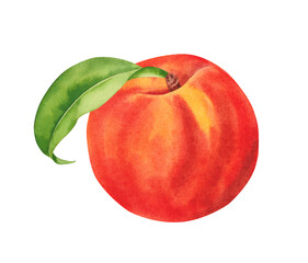 Peach fruit with leaf. Watercolor hand drawn illustration, isolated on white background.