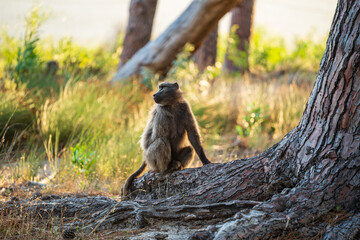 A Chacma Baboon troop foraging and playing at sunset near Cape Point Nature Reserve - Cape Town, South Africa