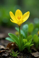 Obraz premium Creamy yellow Agrostophyllum blooms on forest floor, delicate, nature