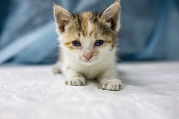A veterinarian examines a small homeless kitten with blue eyes lying on a white examination table against a blurred blue background. The doctor checks the health of a kitten at an animal shelter.