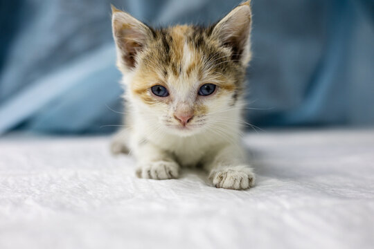 A veterinarian examines a small homeless kitten with blue eyes lying on a white examination table against a blurred blue background. The doctor checks the health of a kitten at an animal shelter.