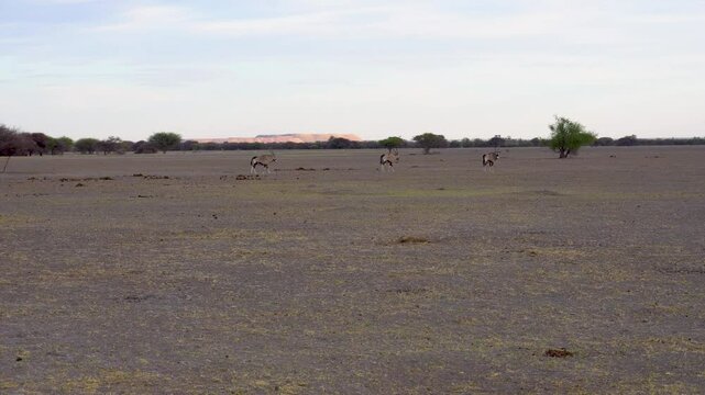 gemsbuck herd grazing on the plain savannah dry land, acacia tree on the horizon skyline