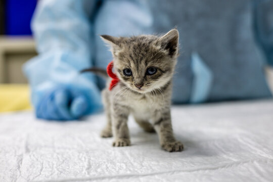 A small gray-white kitten with a ribbon is on white viewing in a veterinary clinic. The veterinarian in gloves watches the kitten with caution and compassion. A homeless kitten at the veterinarian.