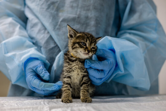 A veterinarian wearing gloves and a protective suit holds and examines a small rescued kitten on an examination table at a veterinary clinic. The kitten, found on the street, was brought to the vet.
