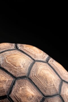 close-up of textured surface of sea turtle shell revealing intricate patterns and natural colors
